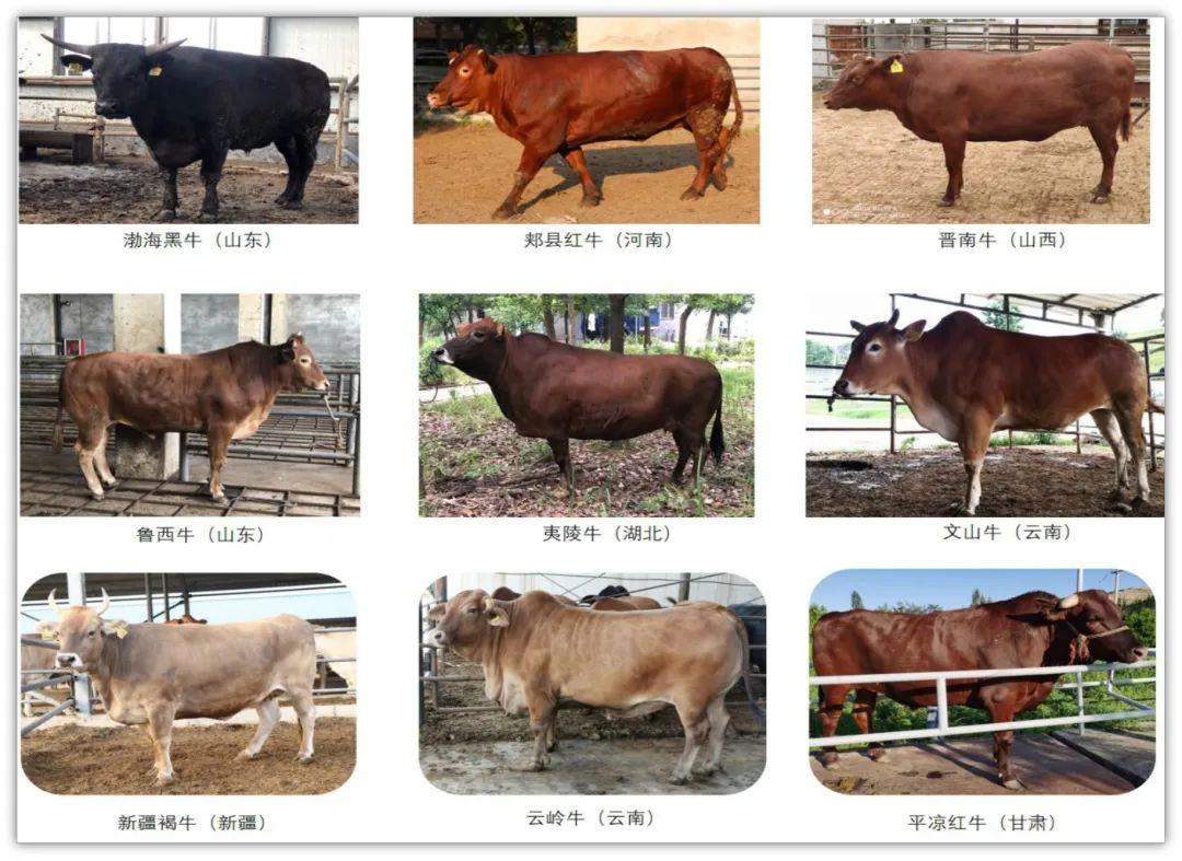 牛的种类有哪些
